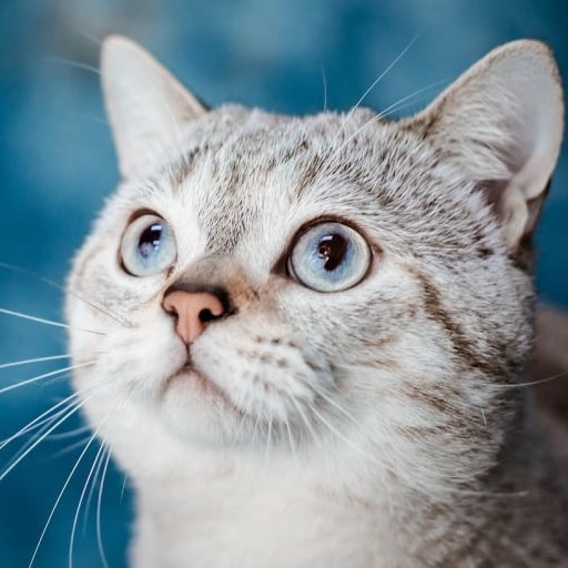 Cirurgia veterinária sendo realizada com equipe especializada