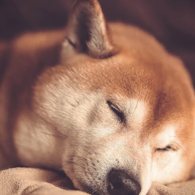 Ambiente confortável de internação e hotel para pets