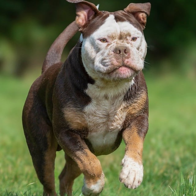 Exames laboratoriais e de imagem para pets